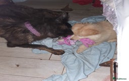 German Shepherd dogs for sale: Stunning white puppy 6 months old ready now in Horsham - Image 18