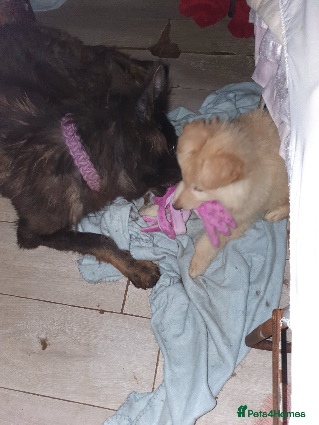 German Shepherd dogs for sale: Stunning white puppy 6 months old ready now in Horsham - Image 18