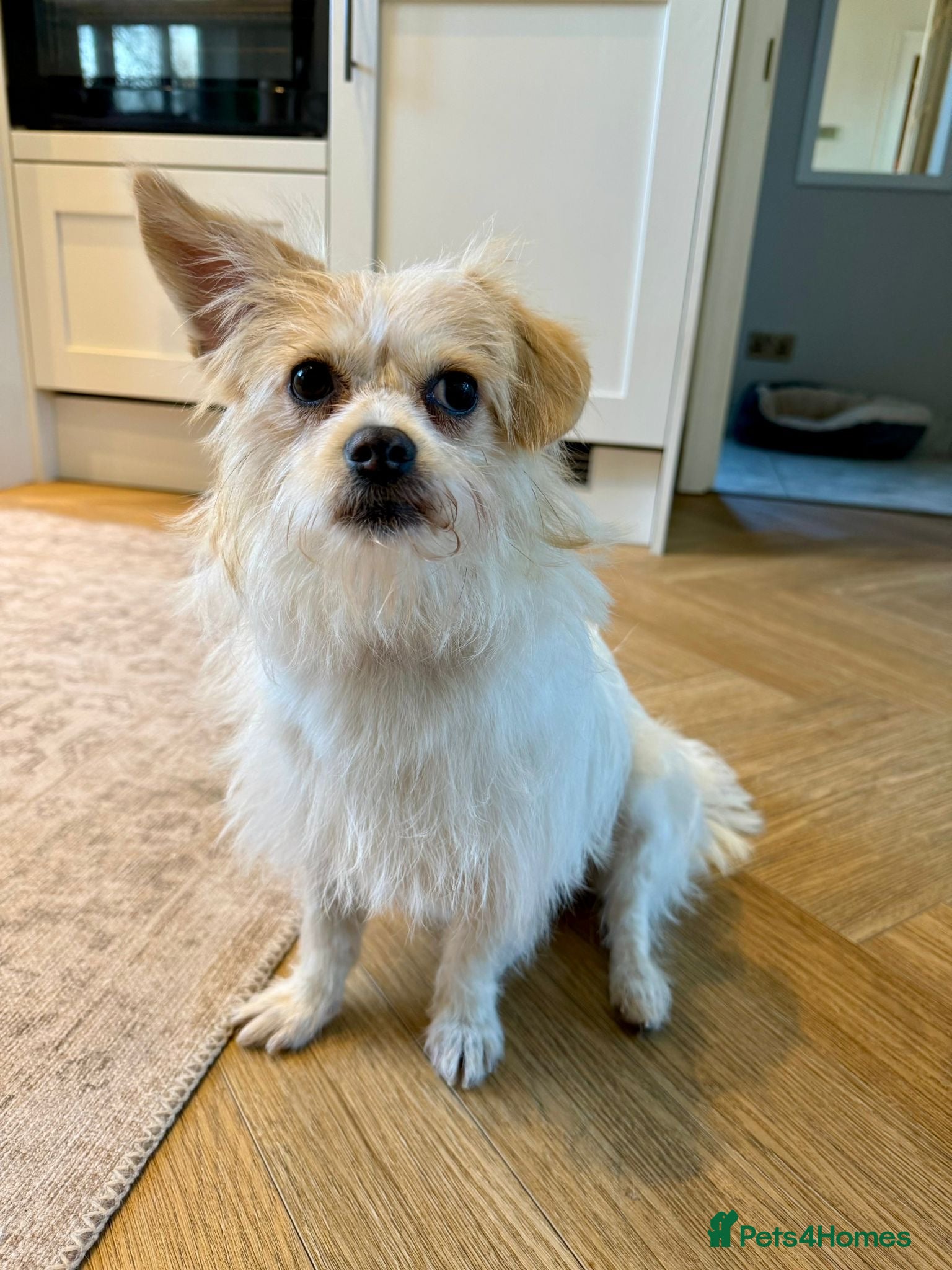 Mixed Breed dogs Cynthia - Advert 7