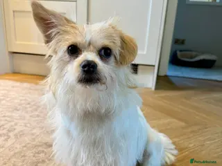 Mixed Breed dogs Cynthia - Advert 7