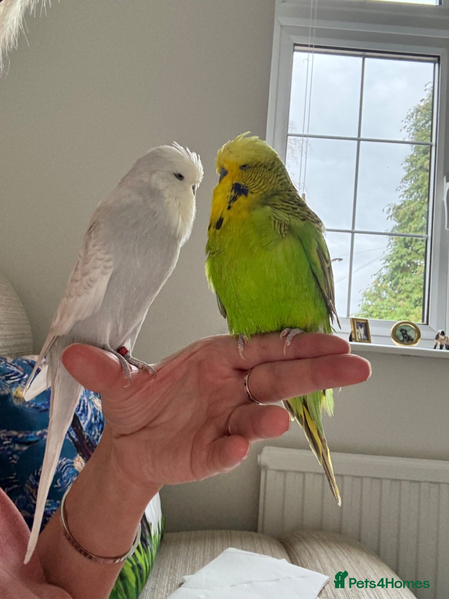 Budgerigars birds Two Super Tame Exhibition Budgies & Cage - Advert 22