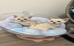 Bengal cats for sale: 😻OUTSTANDING SHOW BENGALS. SHOW WINNING PARENTS🏆 - Image 19