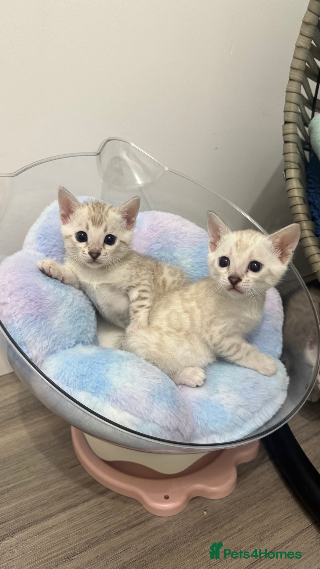 Bengal cats for sale: 😻OUTSTANDING SHOW BENGALS. SHOW WINNING PARENTS🏆 - Image 19