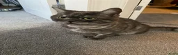 Scottish Fold cats for sale: Bruce - Advert 2