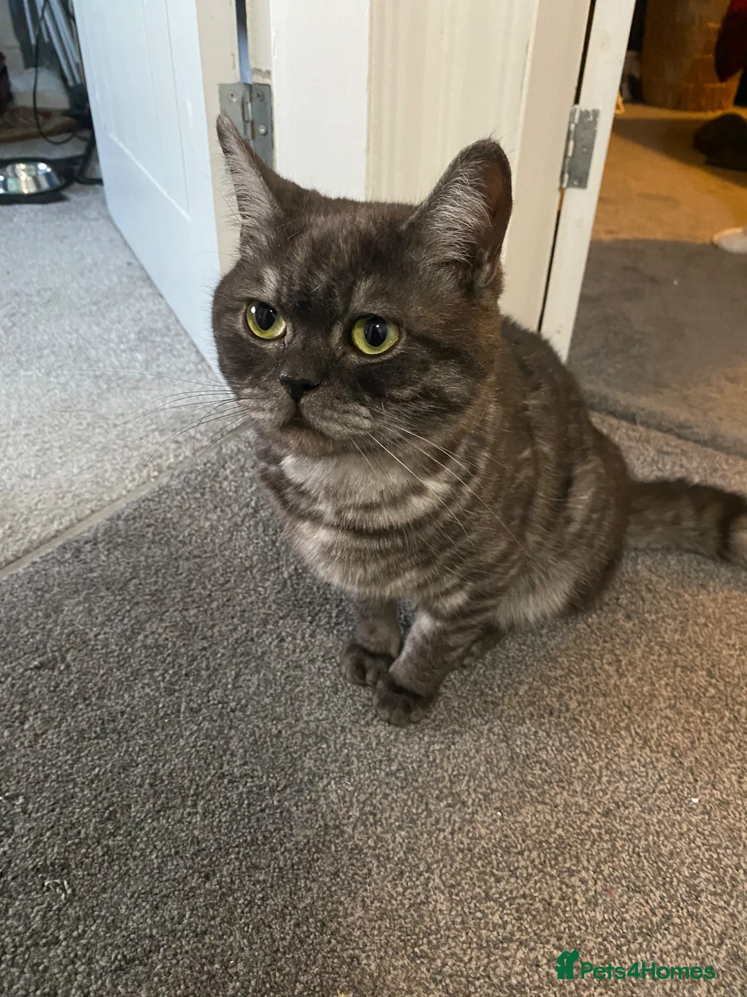 Scottish Fold cats for sale: Bruce - Advert 2