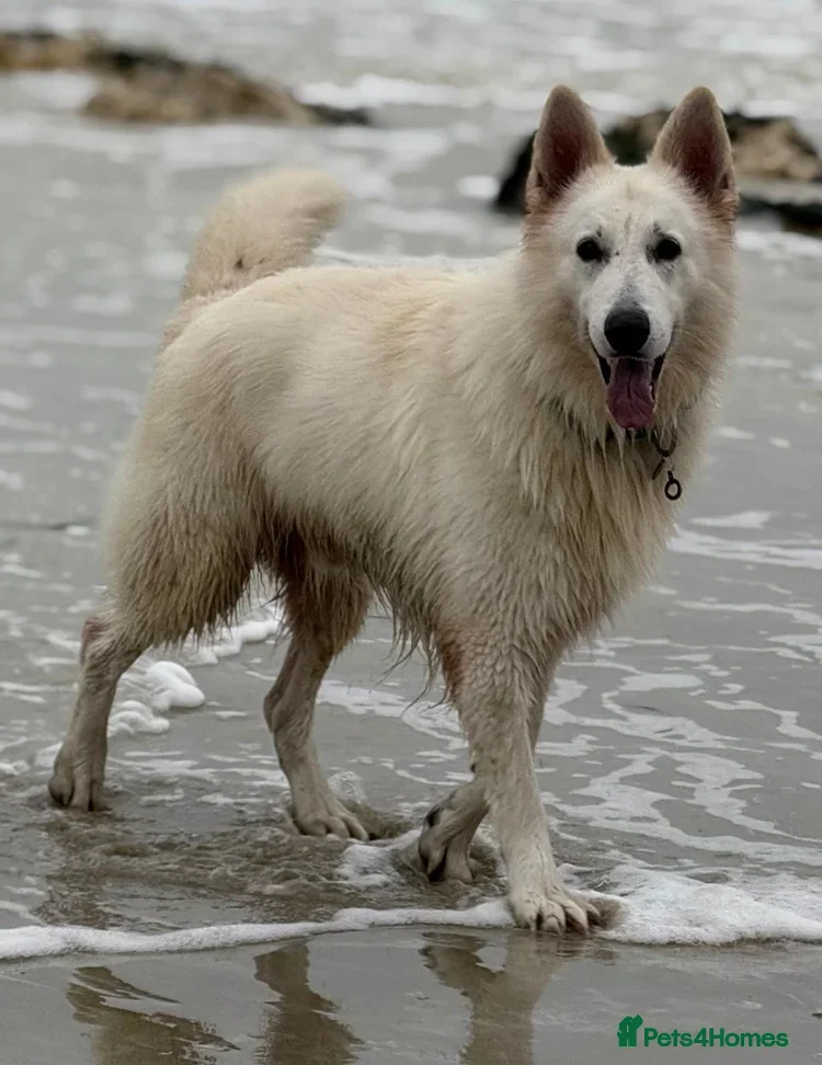 German Shepherd dogs Stunning KC WSS for STUD - Advert 8