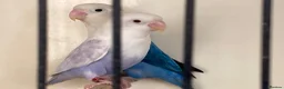Lovebirds birds for sale: Lovebirds pale fallows - Advert 10