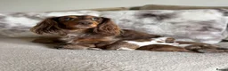 Dachshund dogs for sale: Long Haired Dachshund 🐾  - Advert 3