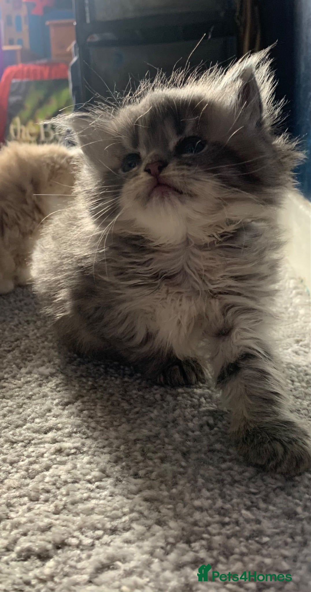 Maine Coon cats 3 Gorgeous Maine Coon x kittens - Advert 12
