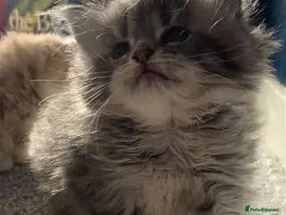 Maine Coon cats 3 Gorgeous Maine Coon x kittens - Advert 12