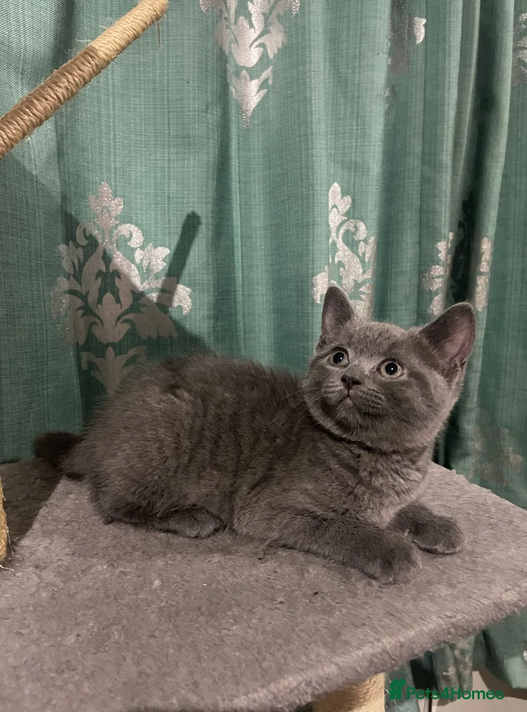 British Shorthair cats for sale:  Beautiful Female British Shorthair Kitten - Advert 2
