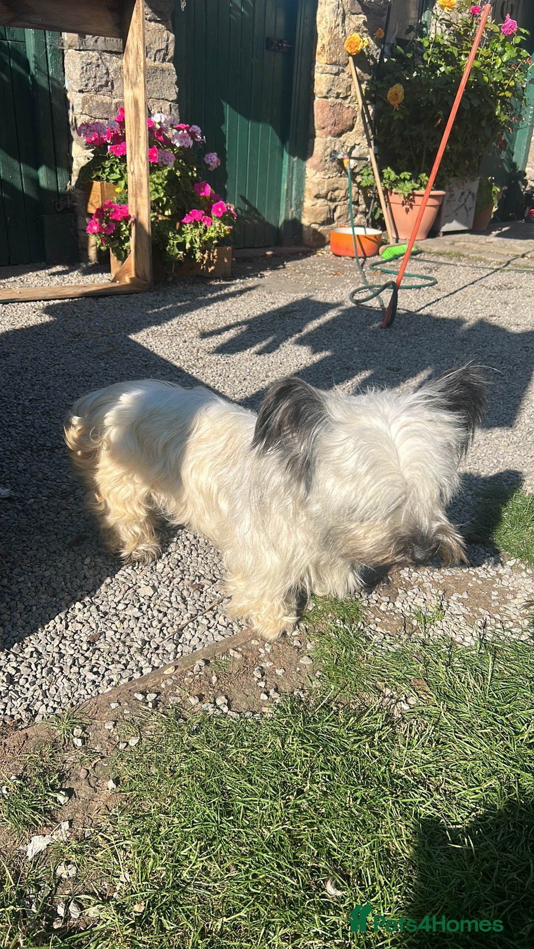 Skye Terrier dogs for sale: Gorgeous gamekeeper bred chunky Skye terrier pups  - Image 10
