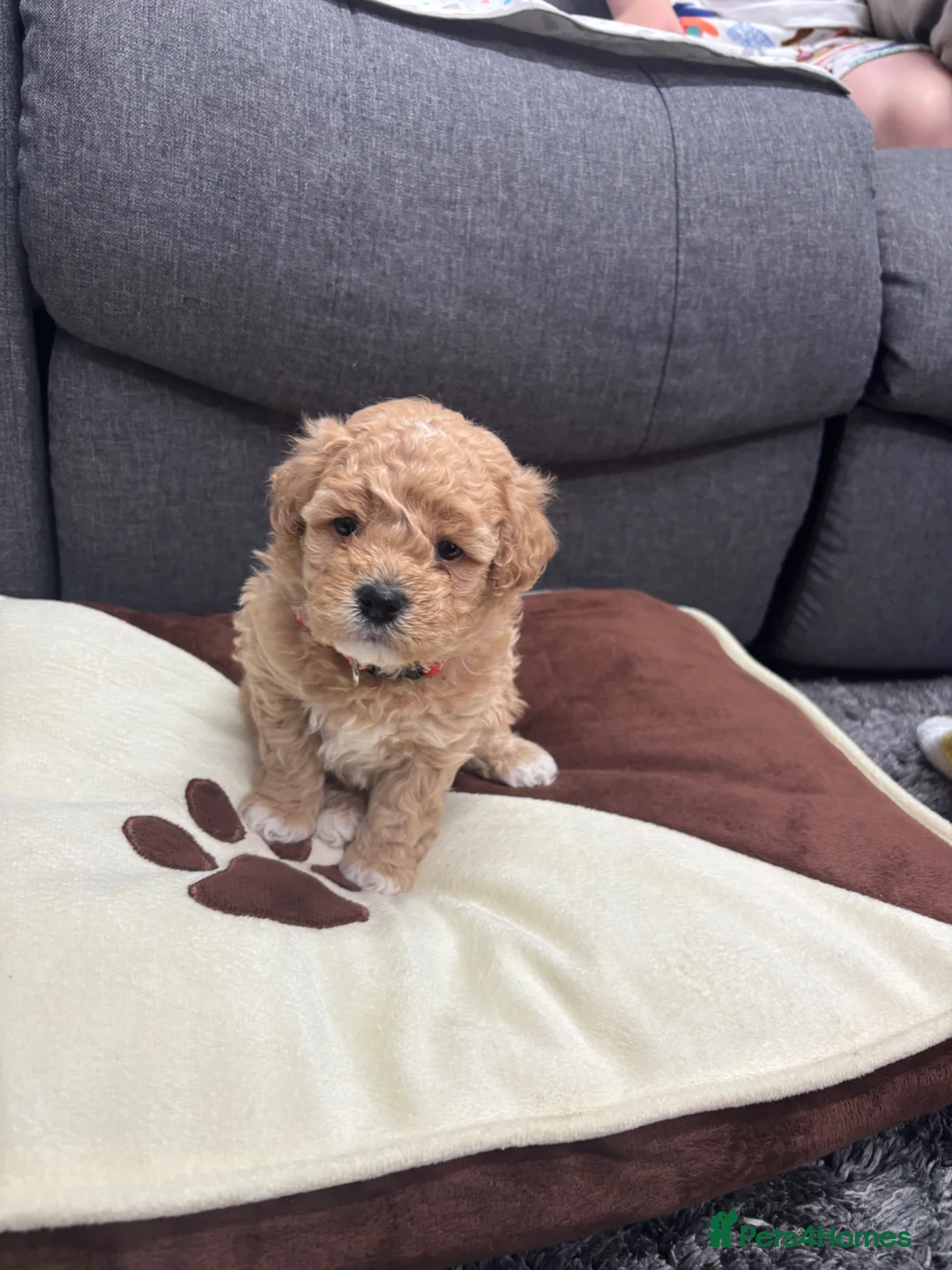 Maltipoo dogs for sale: F1 maltipoo  (Two gorgeous BOYS remaining)  - Advert 18