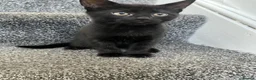 Mixed Breed cats for sale: Black Girl Kittens - Advert 7