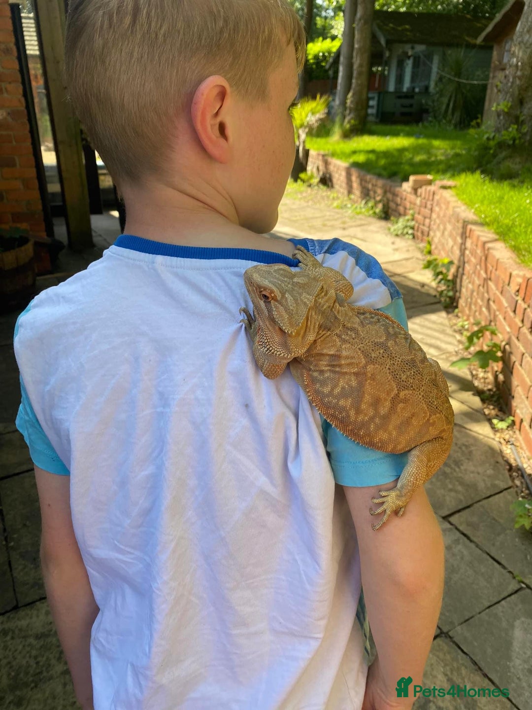 Bearded Dragon reptiles for sale: Orange hypo blue bar female dragon with set up - Image 5