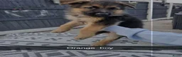 German Shepherd dogs for sale: 8 pups available   in Doncaster - Advert 3