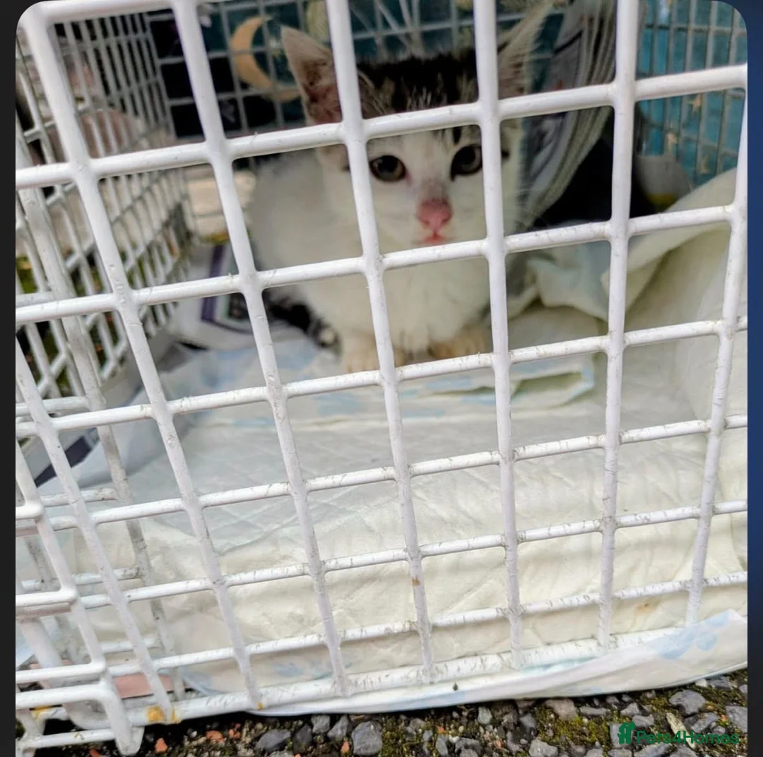British Shorthair cats for adoption: 🚨 URGENT – TEMPORARY FOSTER HOME NEEDED 🐾❤️ - Advert 2