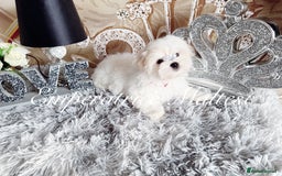 Maltese dogs for sale: Emperatrice Maltese-Korean Line Show Maltese KC Re - Image 6