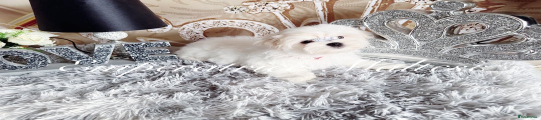 Maltese Puppy 1