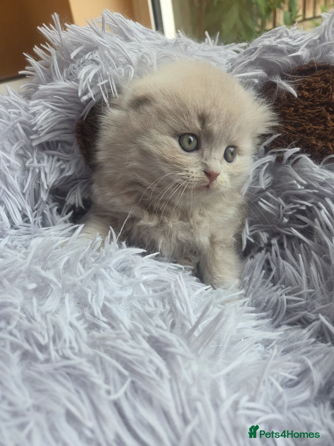 Scottish Fold cats for sale: Kittens Scottish lilac and blue fold fluffy boys in Nottingham - Advert 2