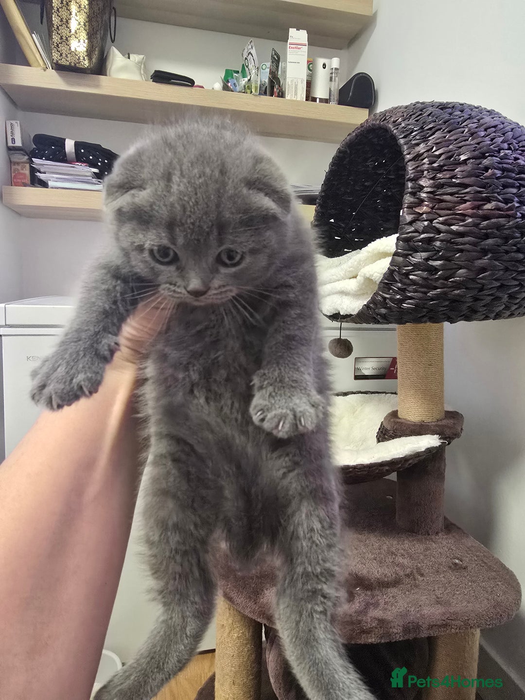 Scottish Fold cats for sale: Beautiful 😍 Scottish Fold/Straight kittens  - Advert 5