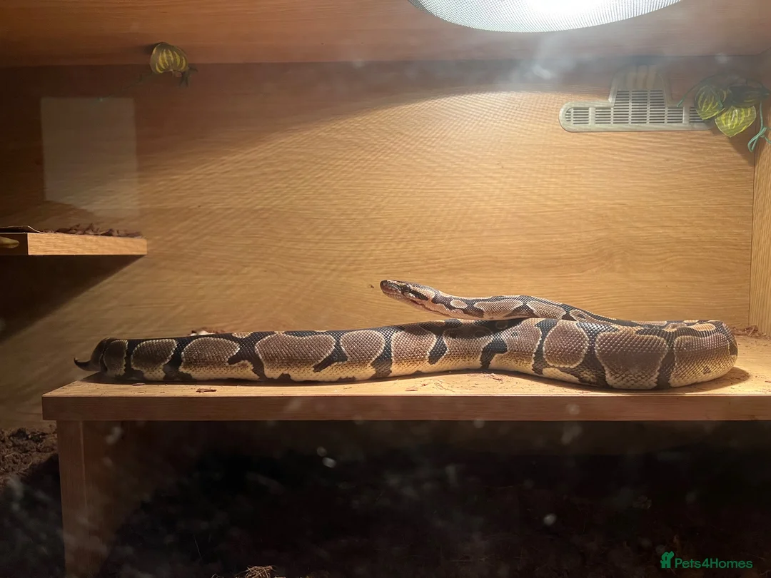 Python Snake reptiles for sale: Pet snake in London - Advert 1