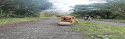 Cocker Spaniel dogs for stud: For stud - Otis-  - Advert 7