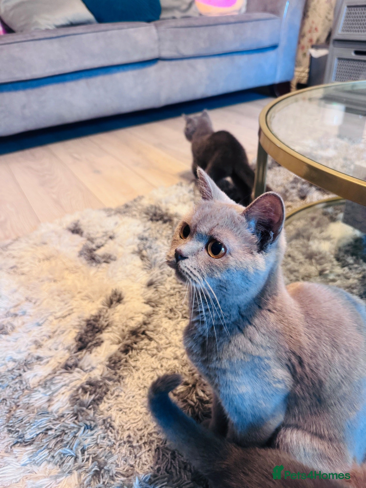 British Shorthair cats Beautiful Active British Shorthair Kittens 🐾 - Advert 1