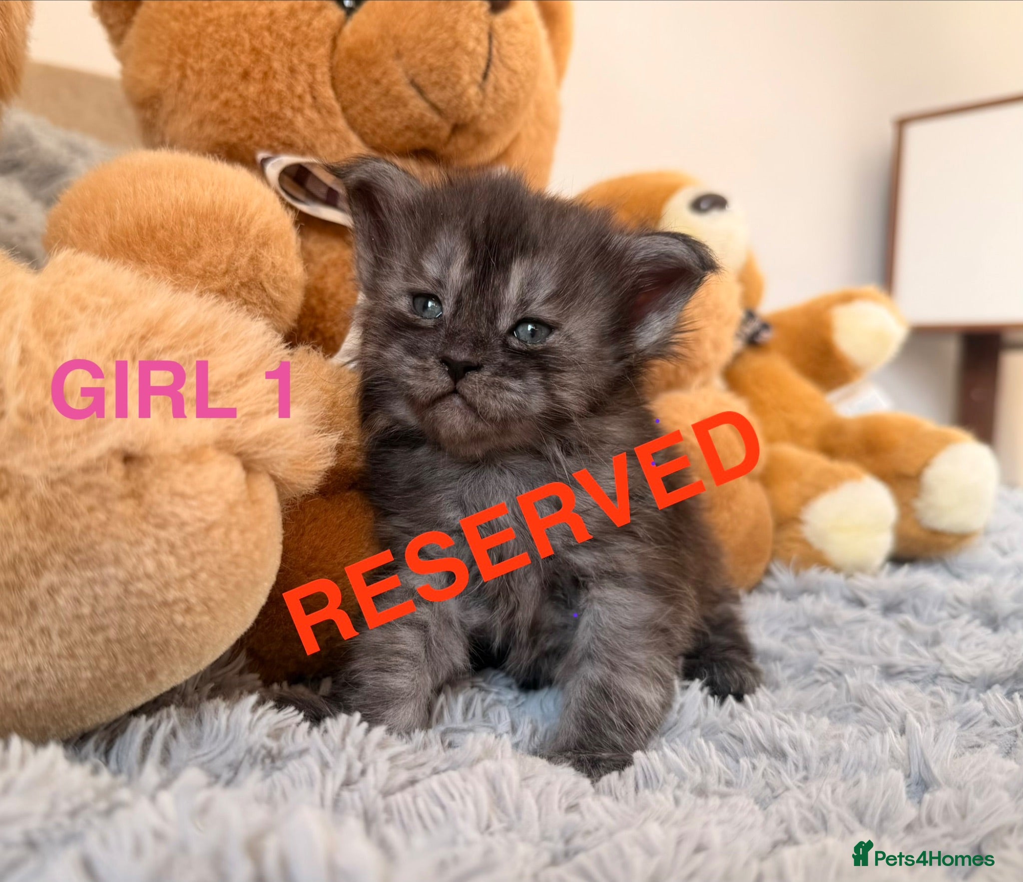 Maine Coon cats SHOW QUALITY MAINE COON KITTENS  - Advert 10