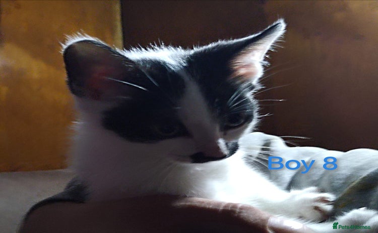 Mixed Breed cats - Advert 1