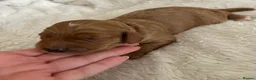 Cockapoo dogs for sale: 🐶✨ 8 Beautiful FB1 Cockapoo Puppies ✨🐶  - Advert 29