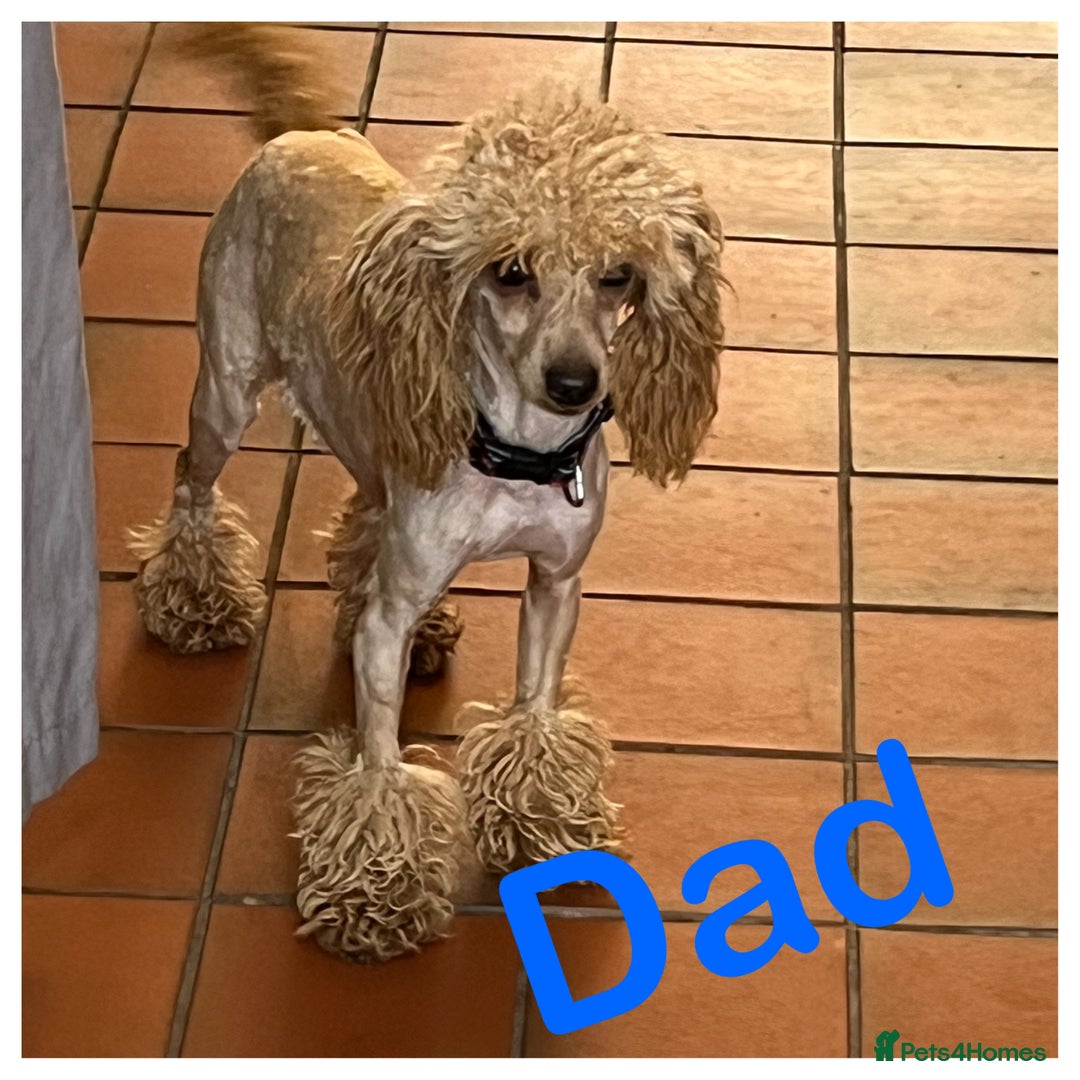 Mixed Breed dogs for sale: daxipoos puppies for sale - Image 8