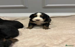 Bernese Mountain Dog dogs for sale: Beautiful Bernese Mountain Dog Puppies for Sale 🐾 - Image 10