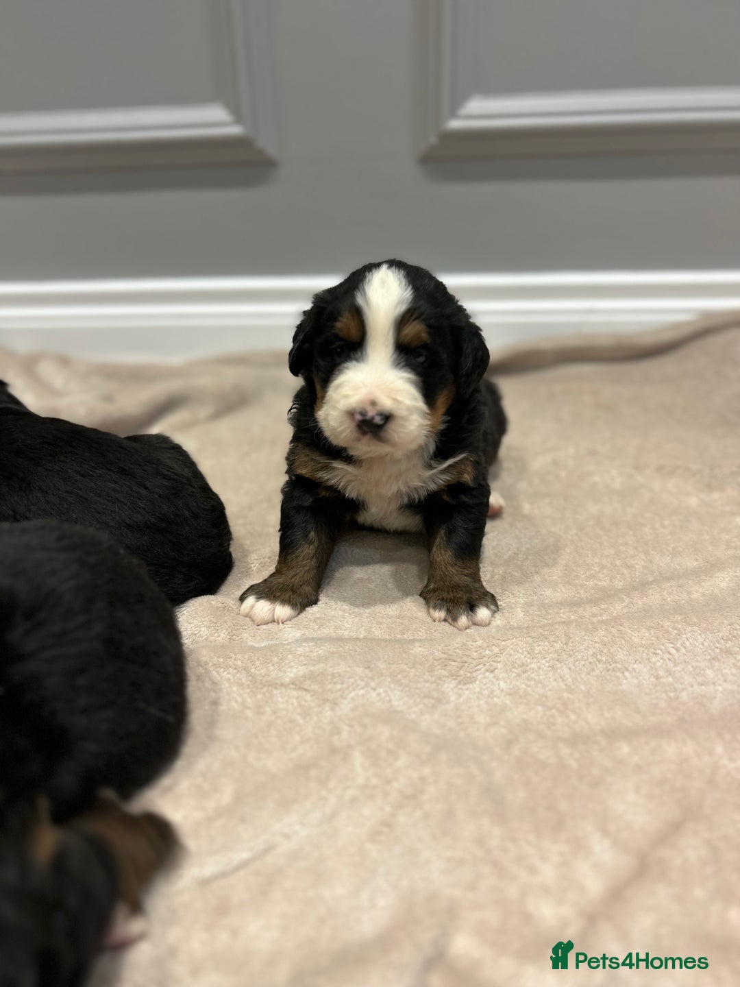 Bernese Mountain Dog dogs for sale: Beautiful Bernese Mountain Dog Puppies for Sale 🐾 - Image 10
