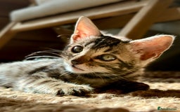 Bengal cats for sale: Stunning Glittered Pedigree Bengal Female TICA reg - Image 4