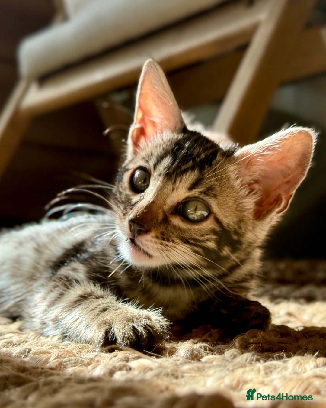 Bengal cats for sale: Stunning Glittered Pedigree Bengal Female TICA reg - Image 4