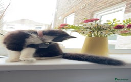 British Longhair cats for sale: Need to go asap - Image 3