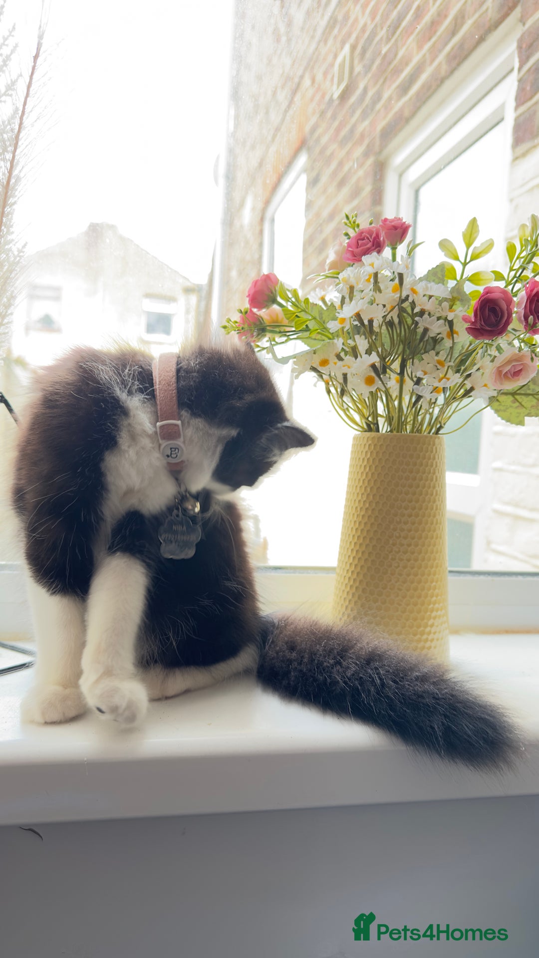 British Longhair cats for sale: Need to go asap - Image 3
