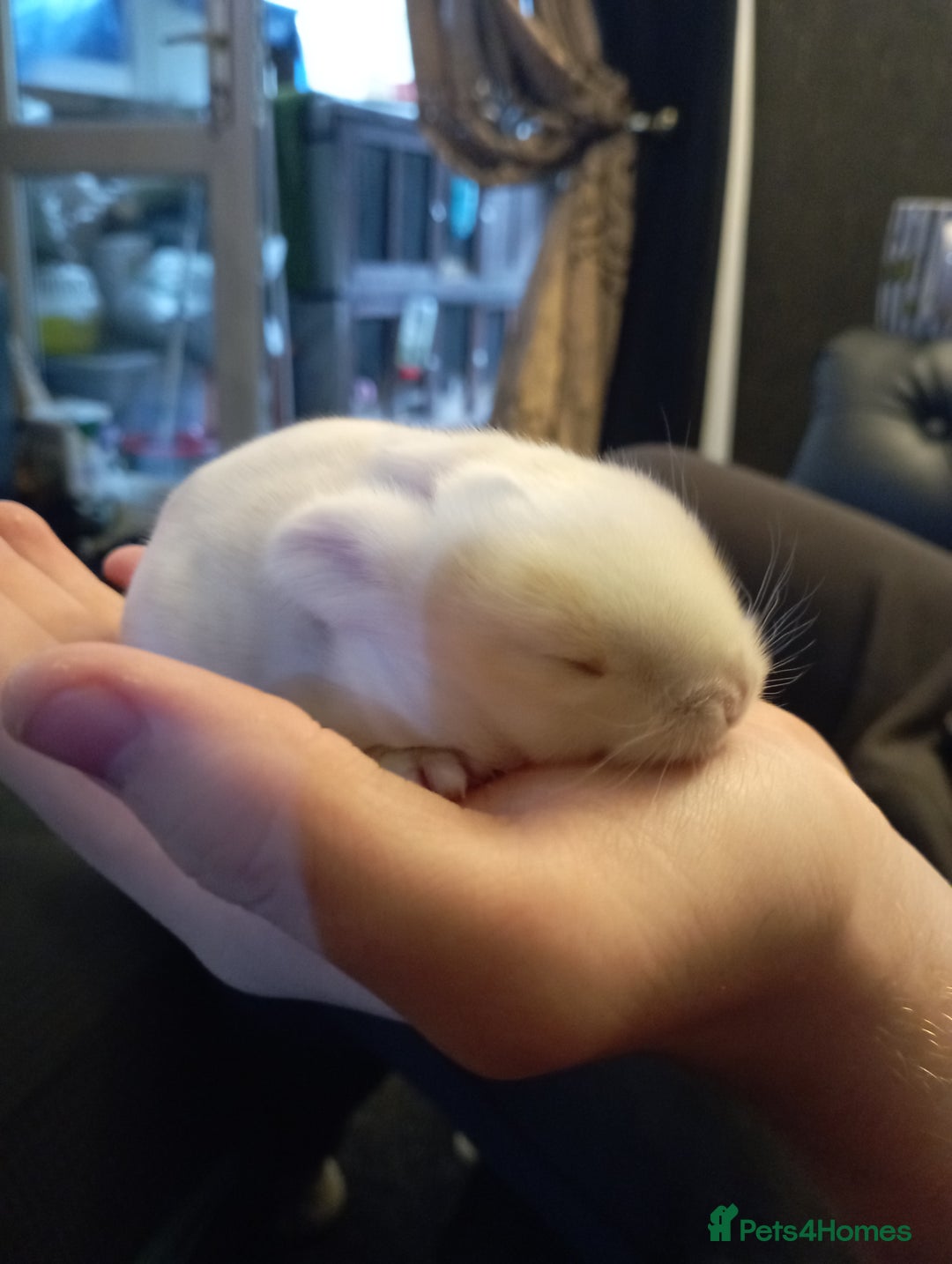 Mini Lop rabbits for sale: Mini lops X2 available now - Image 2