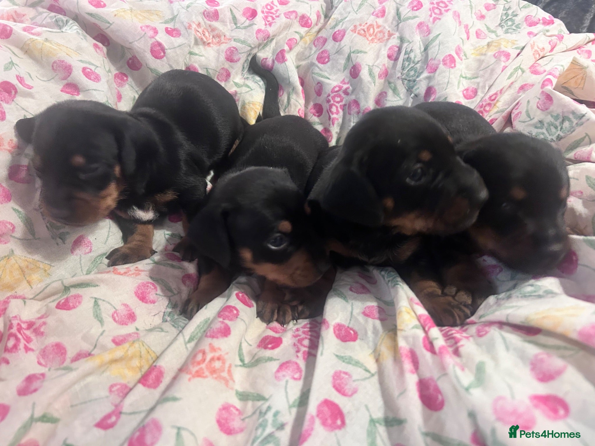 Jackshund dogs Jackhund puppies  - Advert 2