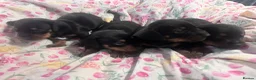 Jackshund dogs for sale: Jackhund puppies  - Advert 1