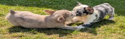 French Bulldog dogs for sale: Price reduced Fluffy French Bulldogs - Advert 18