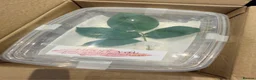 Stick Insects invertebrates for sale: SOLDOUT_Leaf Insect Nymphs(Phyllium philippinicum) - Advert 5
