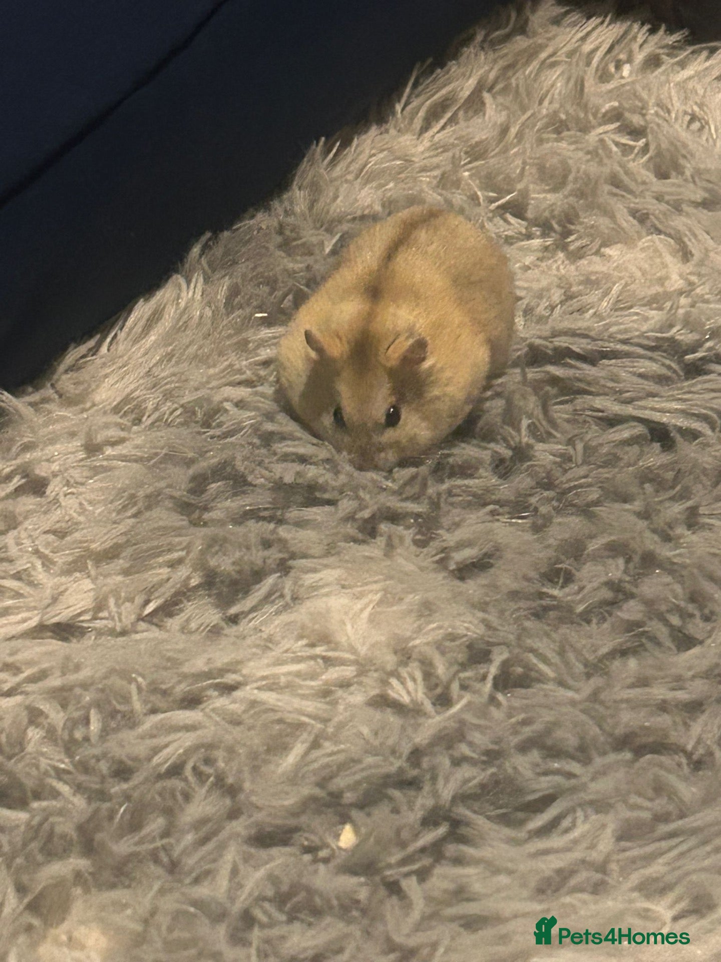 Hamster rodents Russian dwarf hamster - Advert 1