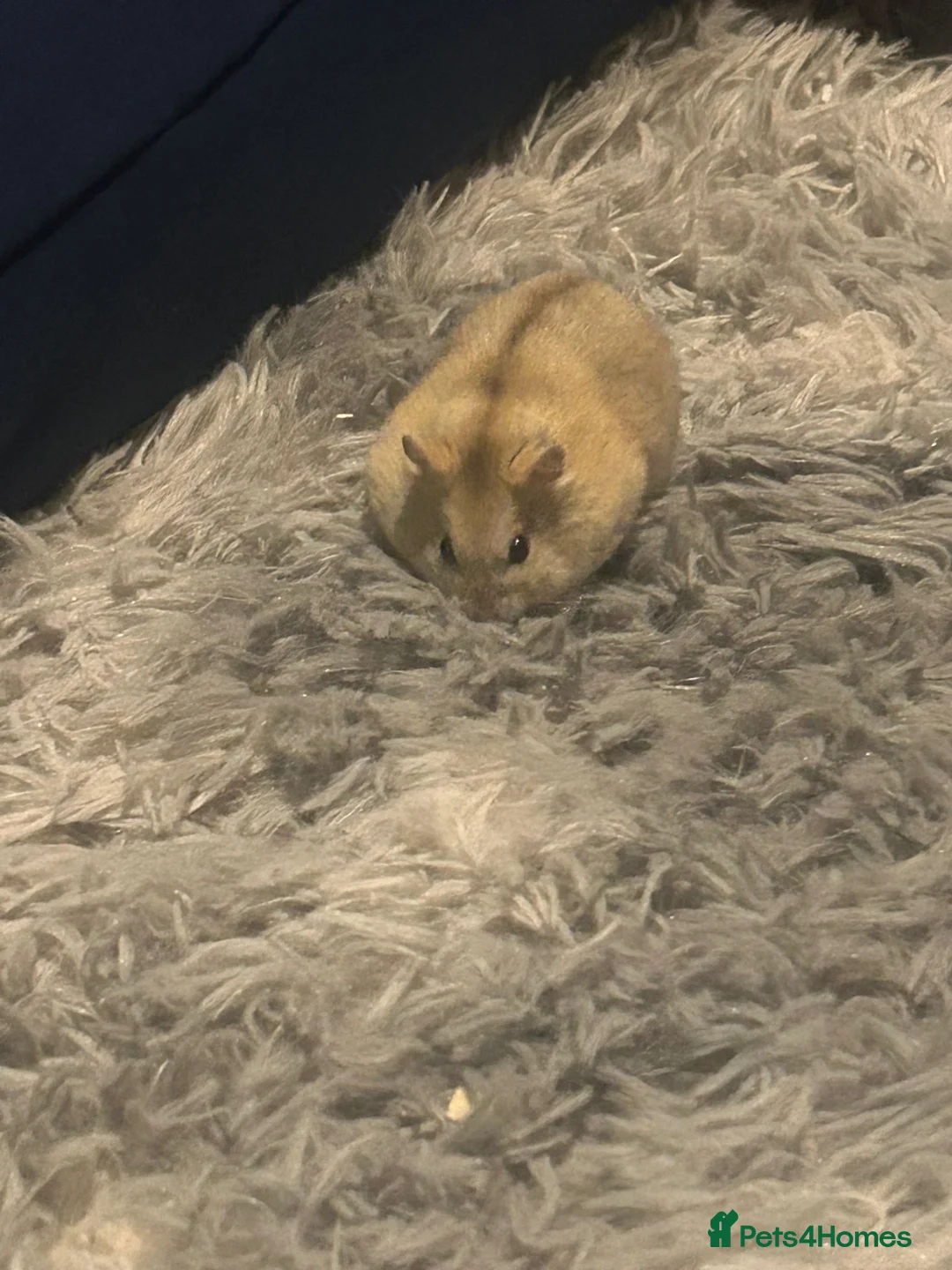 Hamster rodents for sale: Russian dwarf hamster - Advert 1