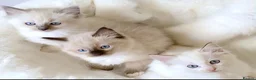 Ragdoll cats for sale: INDOOR PEDIGREE RAGDOLL KITTENS - Advert 6