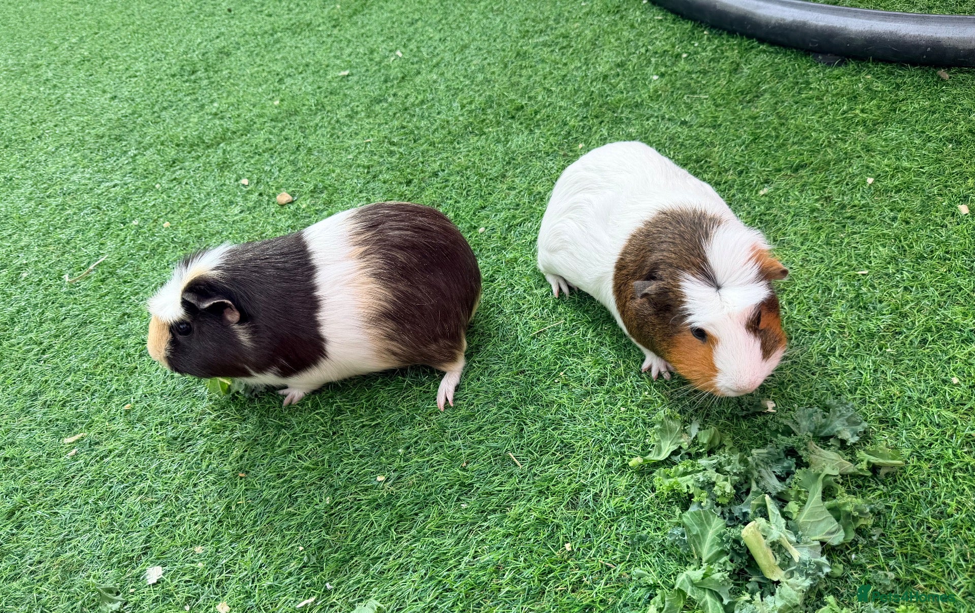 Guinea Pig rodents Two adorable female guinea pigs ❤️ - Advert 2