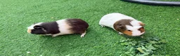 Guinea Pig rodents for sale: Two adorable female guinea pigs ❤️ - Advert 1