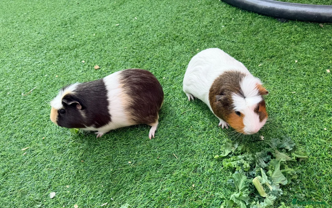 Guinea Pig rodents for sale: Two adorable female guinea pigs ❤️ - Advert 1