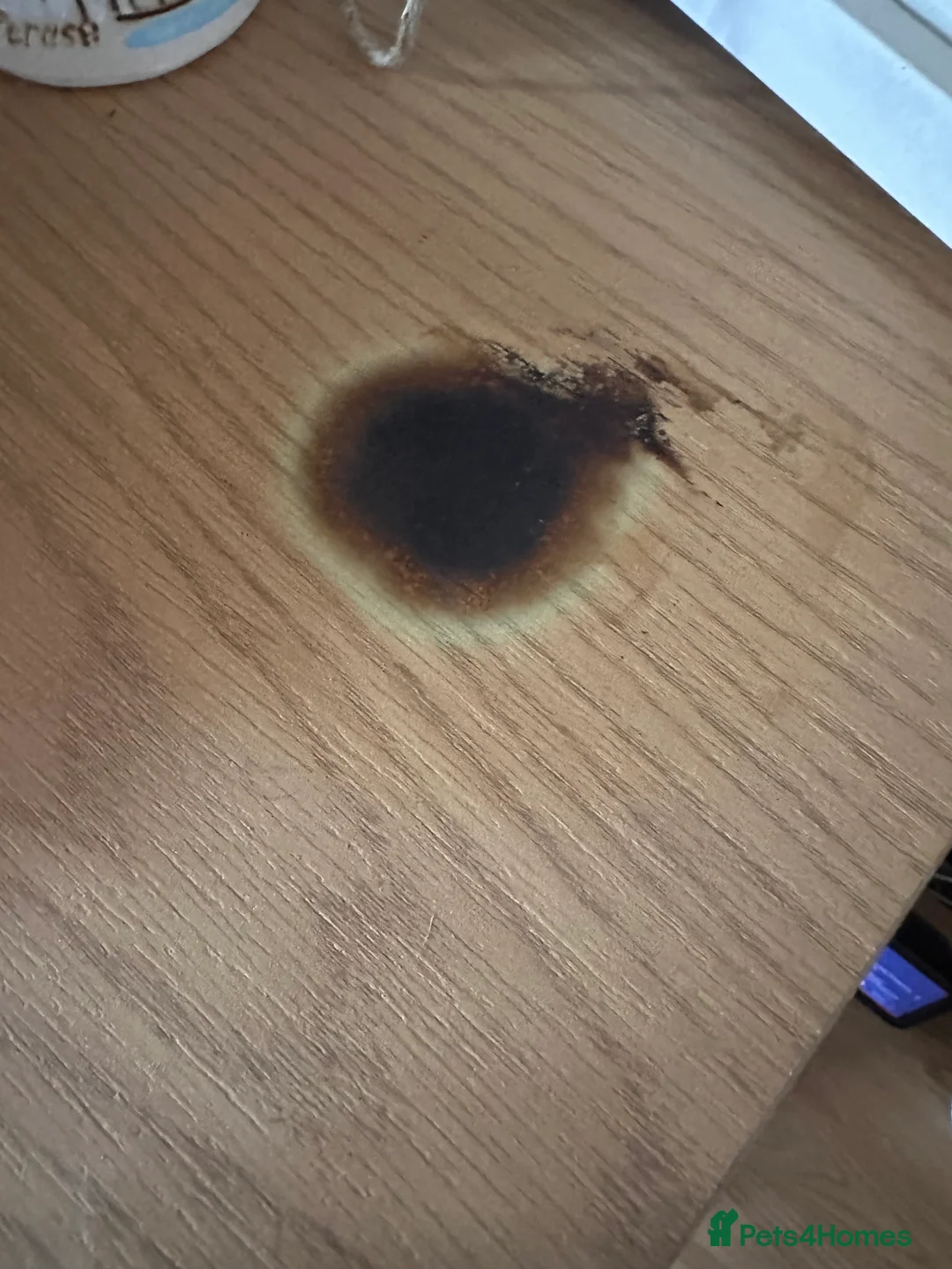 Python Snake reptiles for sale: Banana Royal Python in Clevedon - Advert 3